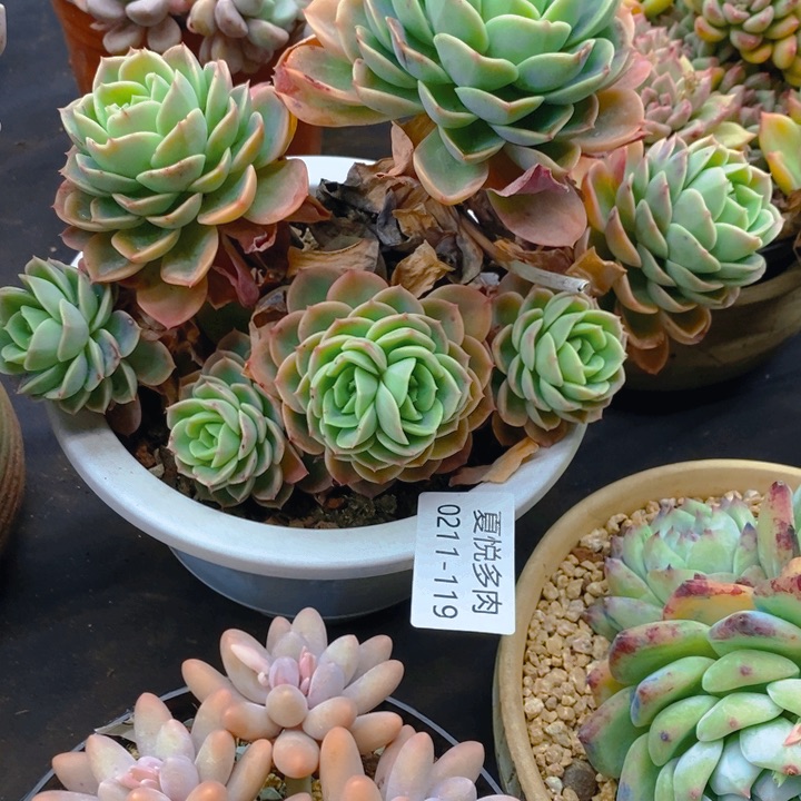 ༺****夏悦多肉0211-119哈密瓜