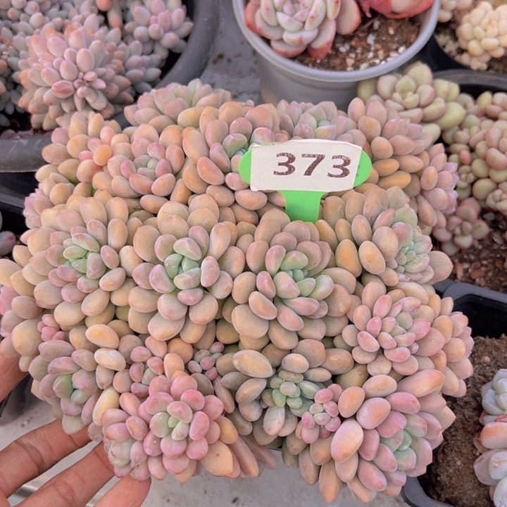 健健康康平平安安