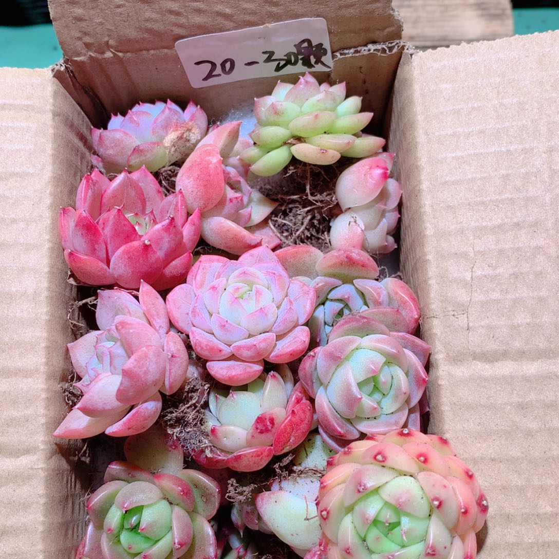 25-量拍脱土发20-3颗