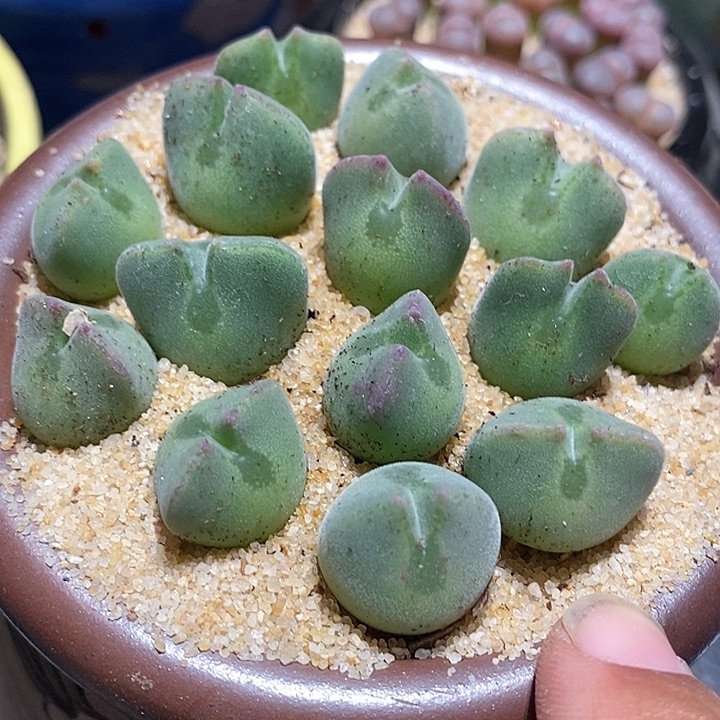 12509空蝉样本一颗