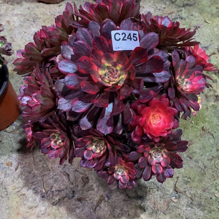 智****柜烟花多肉植物245