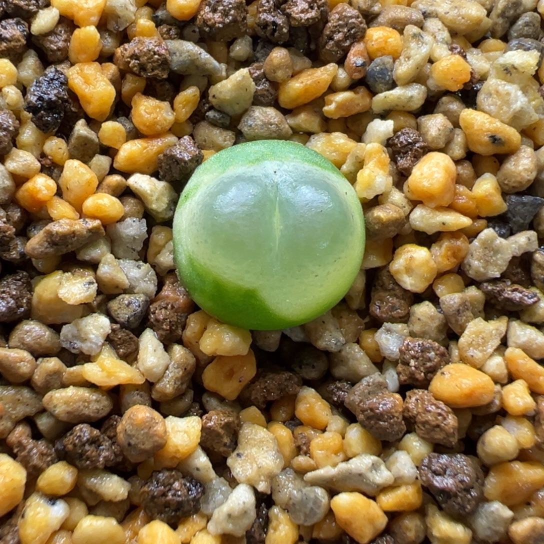 22-120肉锥多肉植物