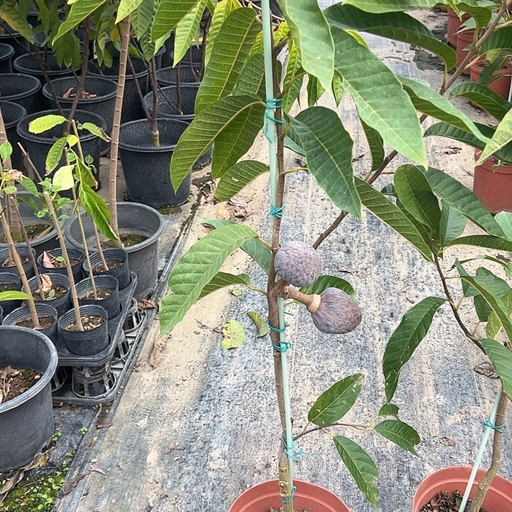 曾***锋天使14689897797844。红2