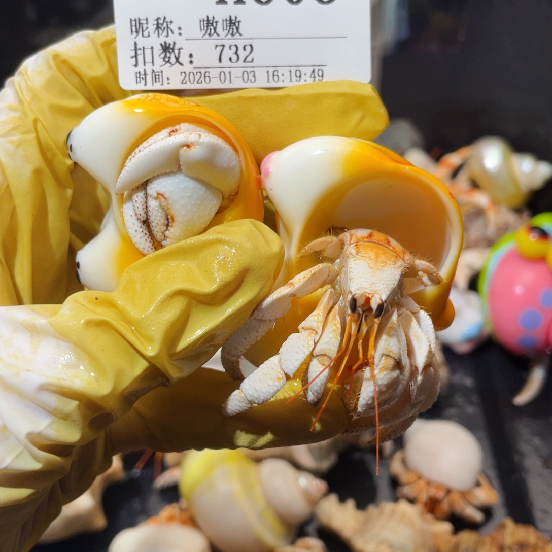 嗷***嗷蜗居异宠寄居蟹608