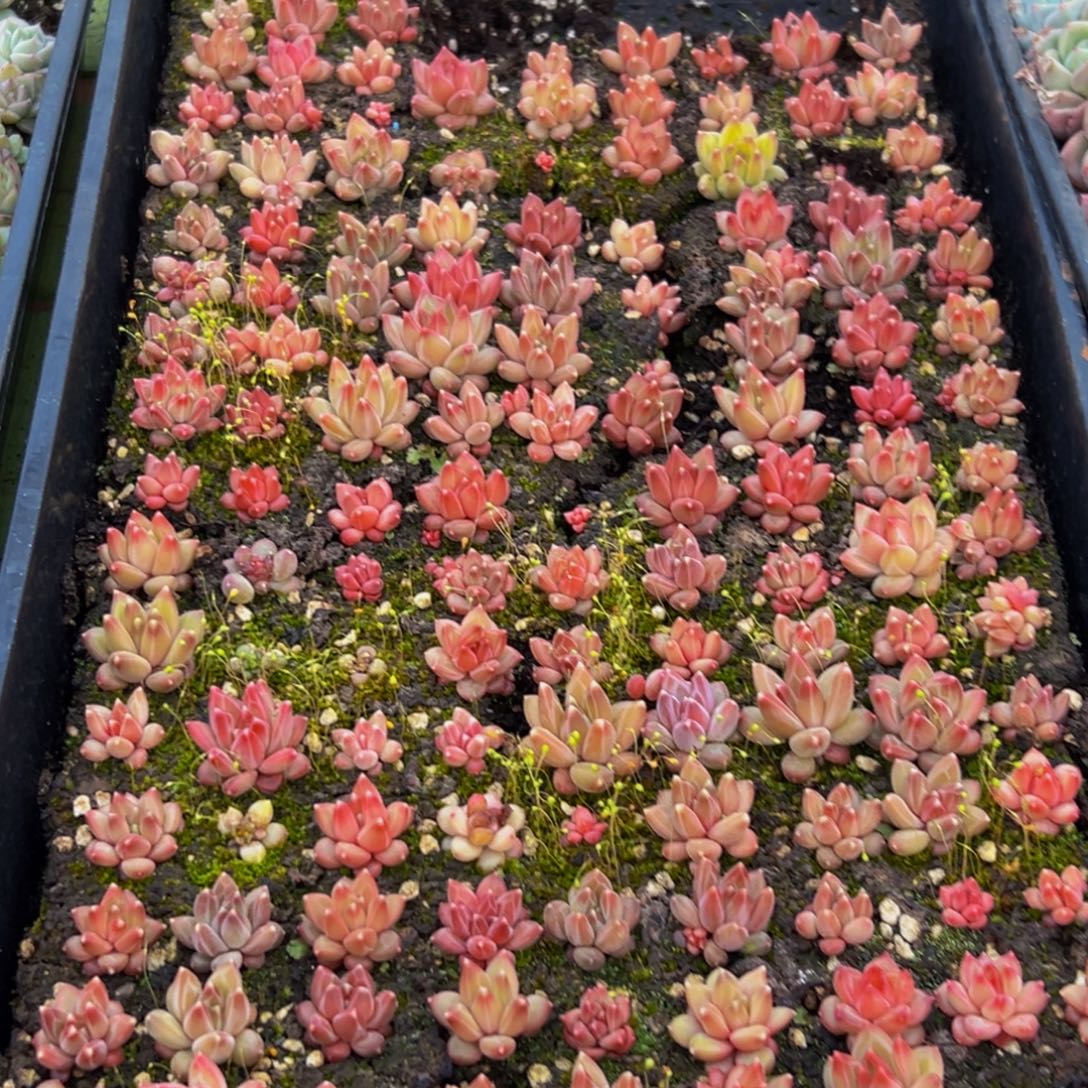 寻***尘946多肉葡萄的味道真的