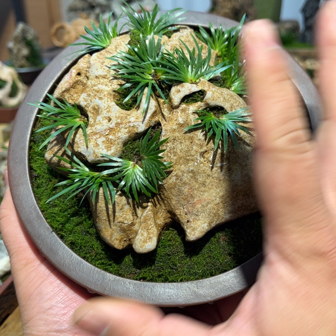 美***妞紫砂花盆➕菖蒲附石