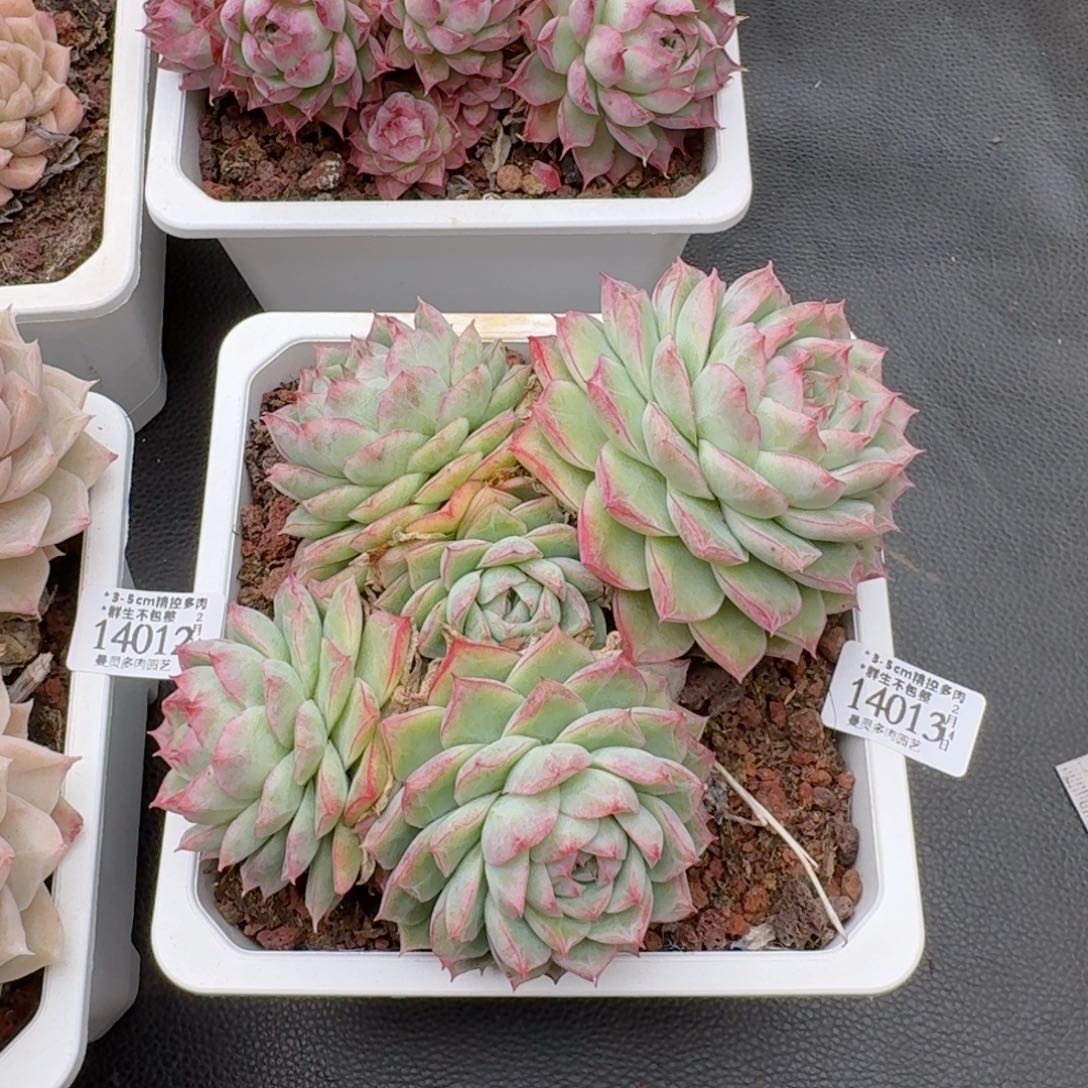 一物一拍的14013