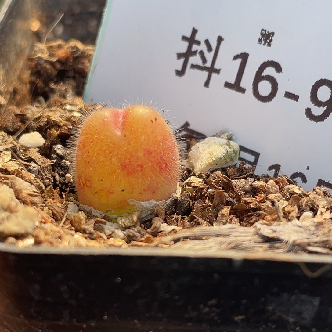 16-9毛翠滴多肉植物