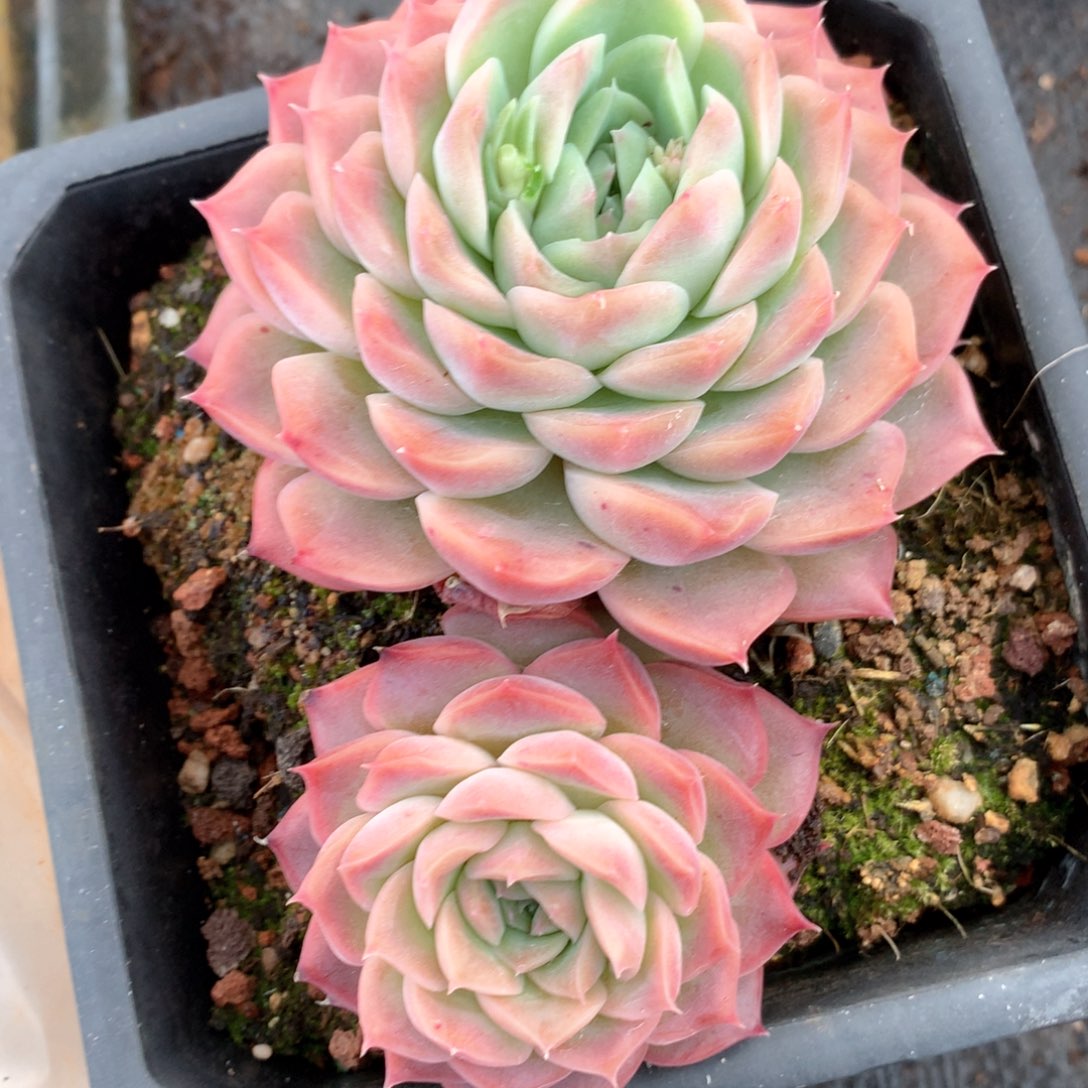 6605杂交多肉植物