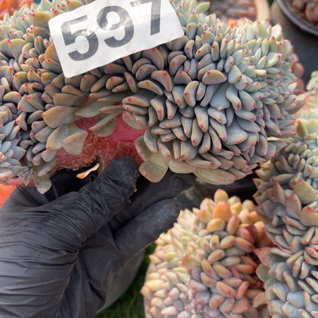 597号1888 9999999998999999