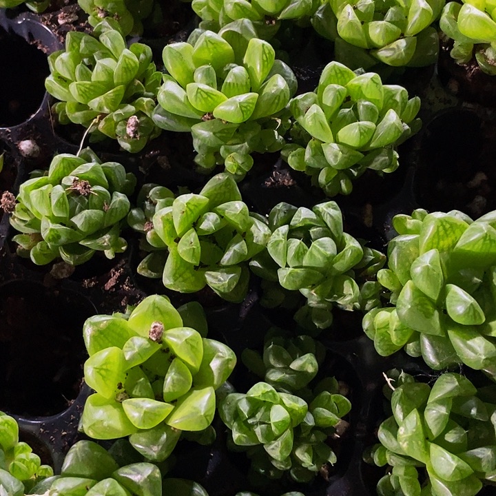 小玉露1元带土发