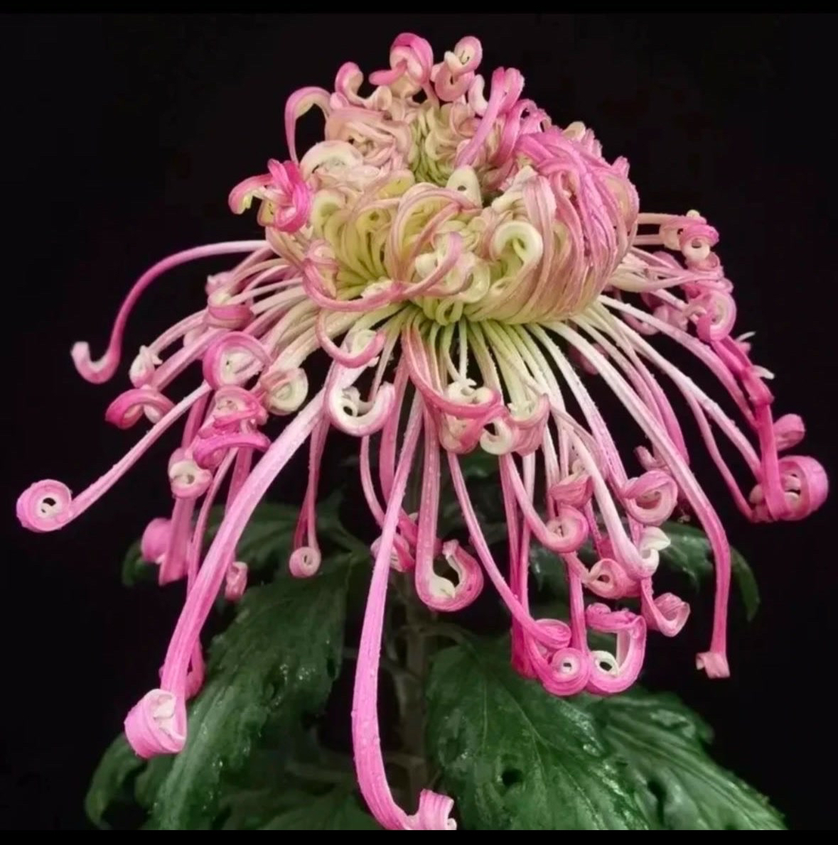 九月大花菊《沽水流霞》（带花苞发货）开花漂亮…