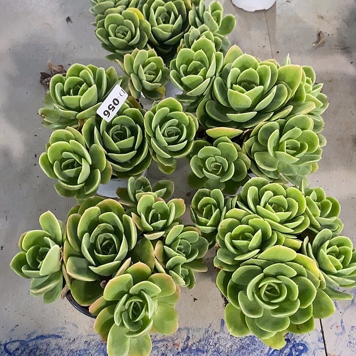 洋***肉056星娜塔多肉植物4个送一个