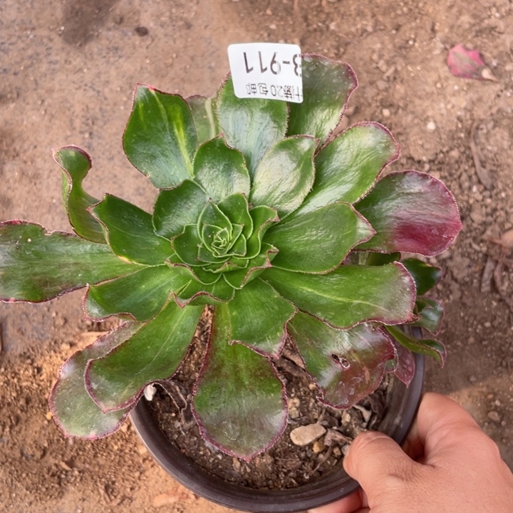 911魅影七彩多肉12456789