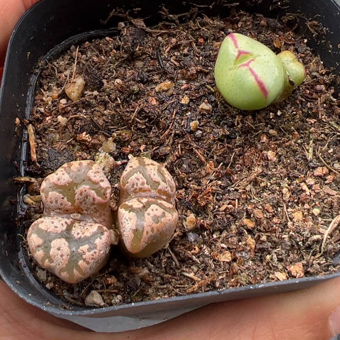 1.12好看的多肉584