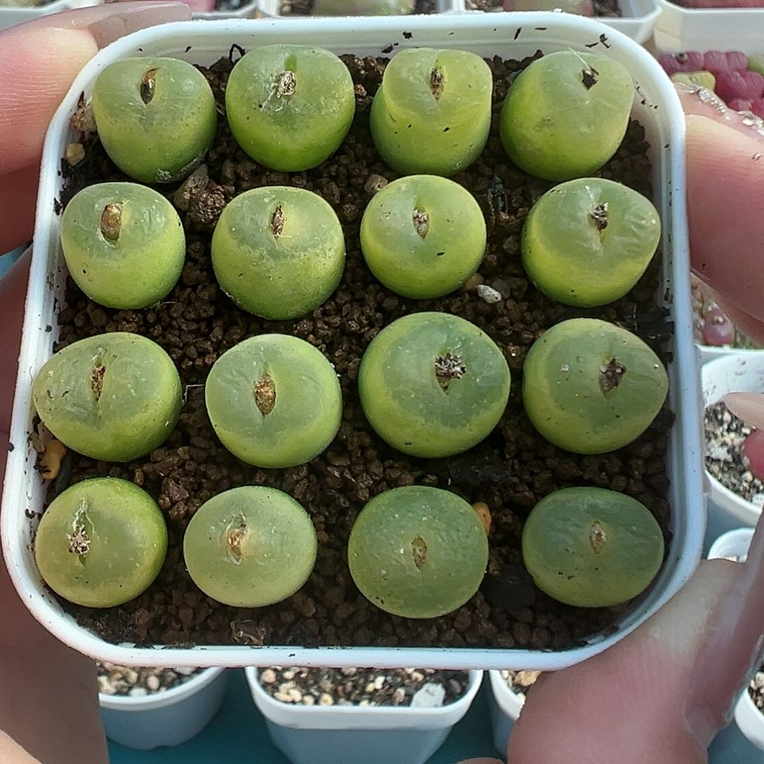 005欧泡裸根发货