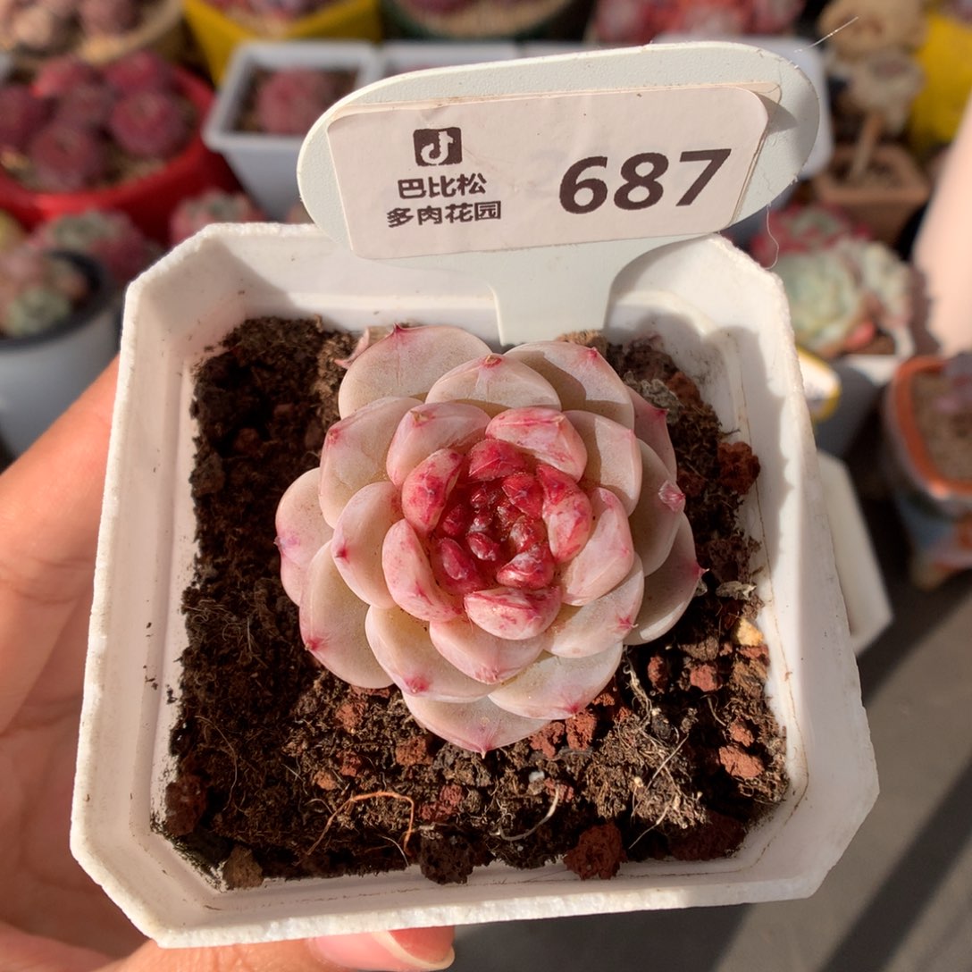 687天鹅绒多肉植物