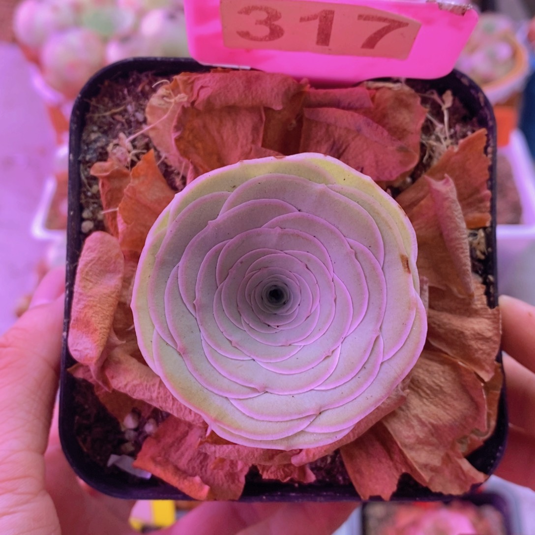 317雪霁 一物一拍
