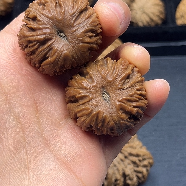 活***透木质类秦岭突突突突突突