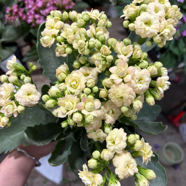 芷云长寿带花带花苞