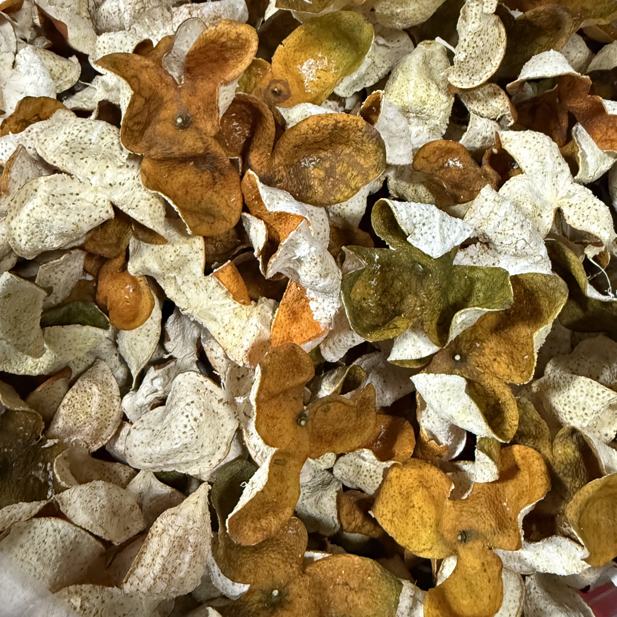 二红皮 大小都有 无落地皮