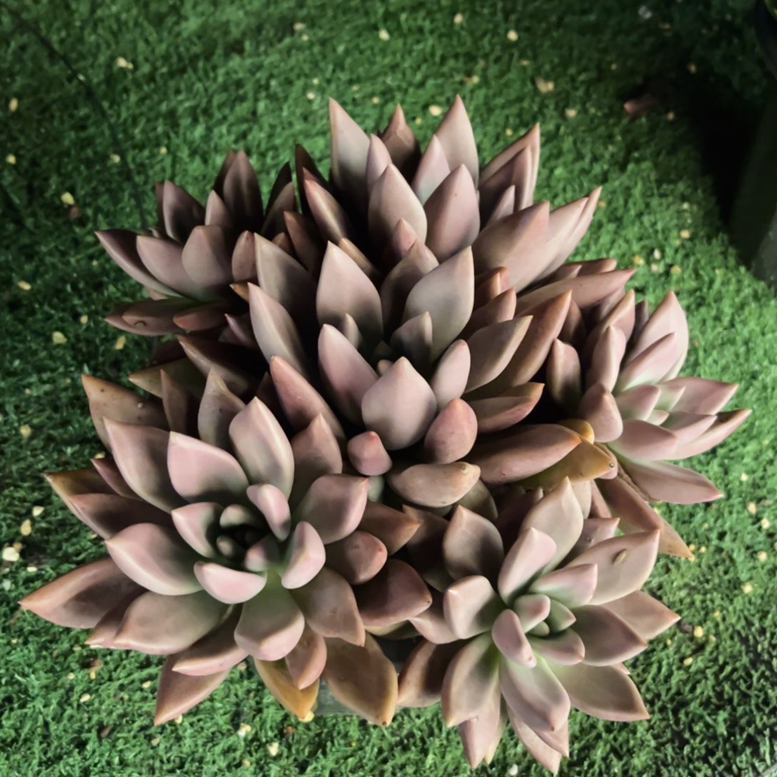大桃花源 满30包邮发货