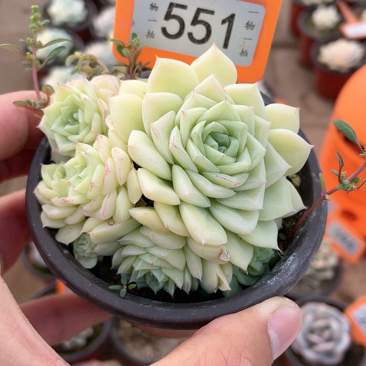 【闪购商品】551号