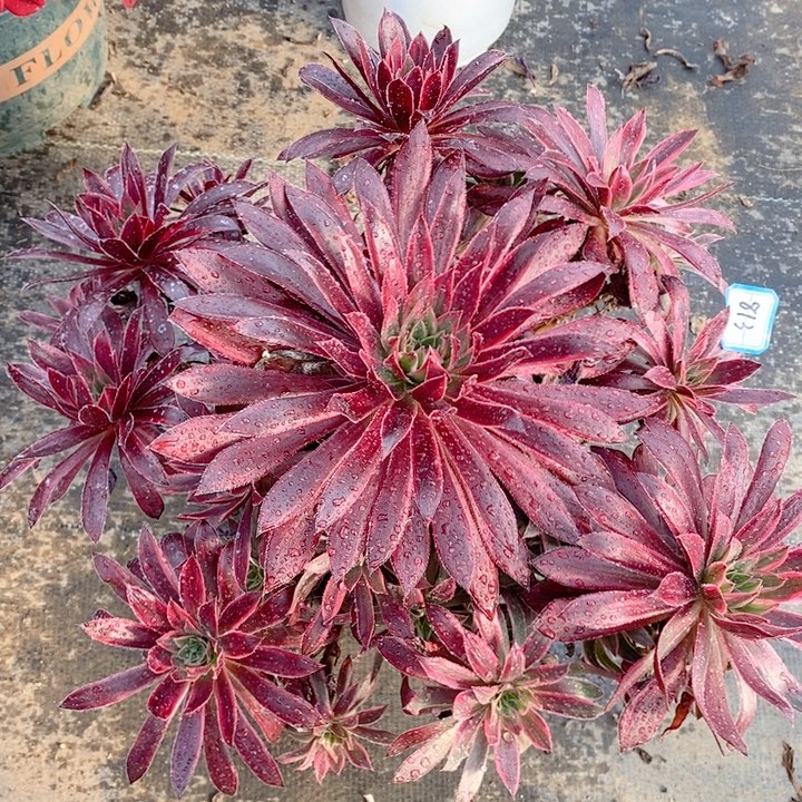 813惊鸿仙子多肉法师