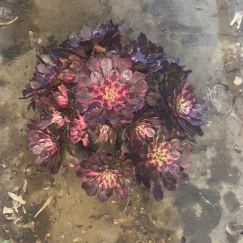 烟花7多肉植物法师