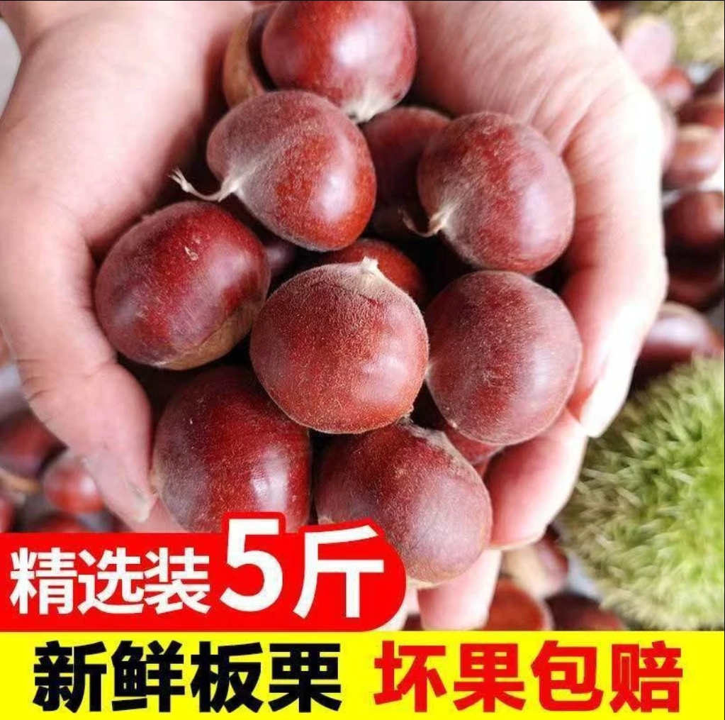 2025年生板栗新鲜农家现摘生栗子5斤装栗栗香甜