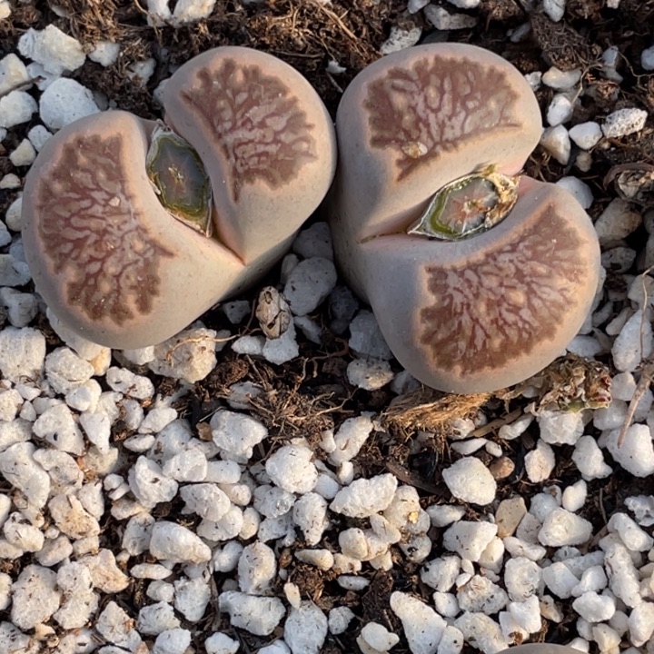 非偏远满20包邮467