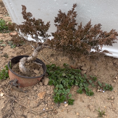 盆栽植物月*a盆栽植物