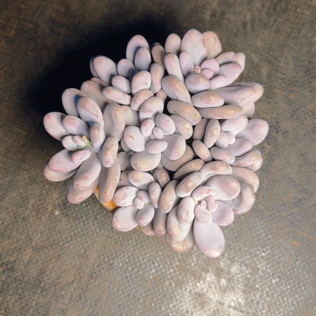 浅****微笑发货111111111111