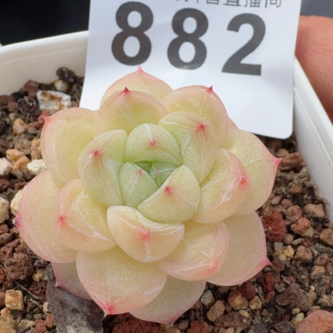 白钻石珍妮       多肉植物