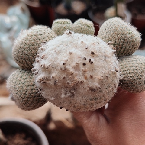 3206月世界仙人球大会