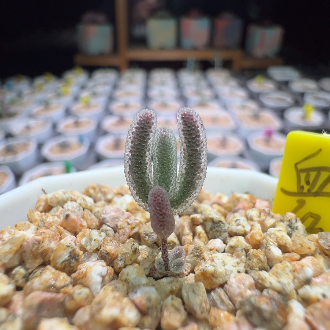 巨厚巨闪，尺寸很小，205实生血红叶，拍下不退不换