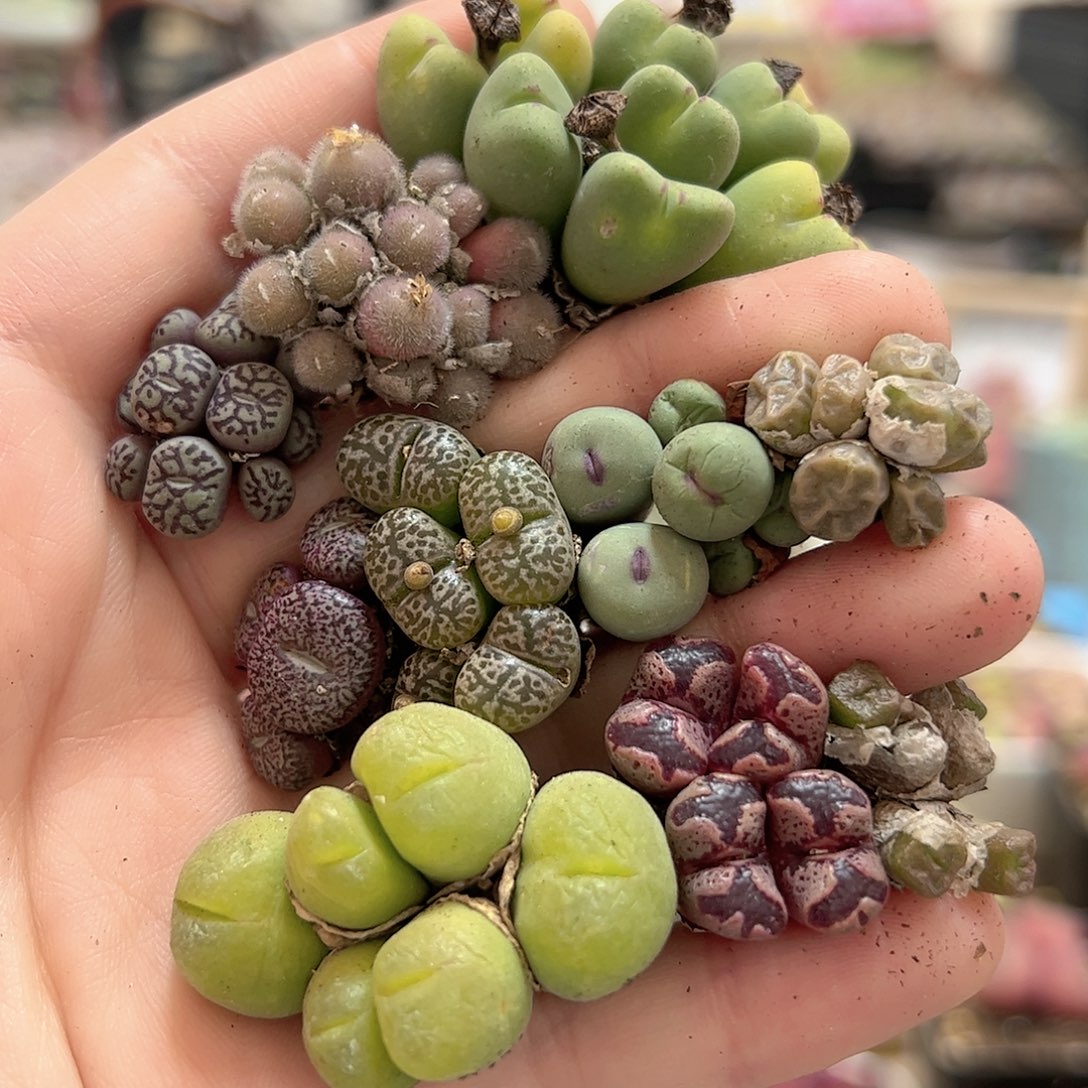 【闪购商品】251 福利混合