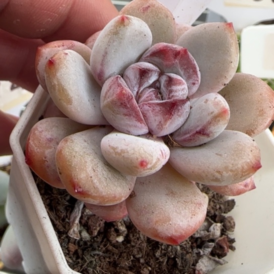 72星星雪一物一拍多肉