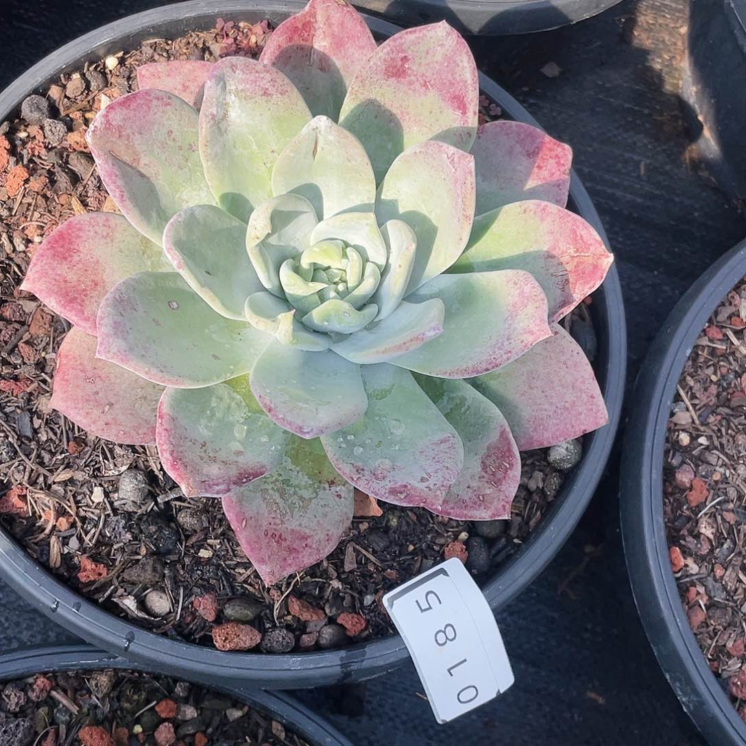 玛***壁大花朵仙女杯0185