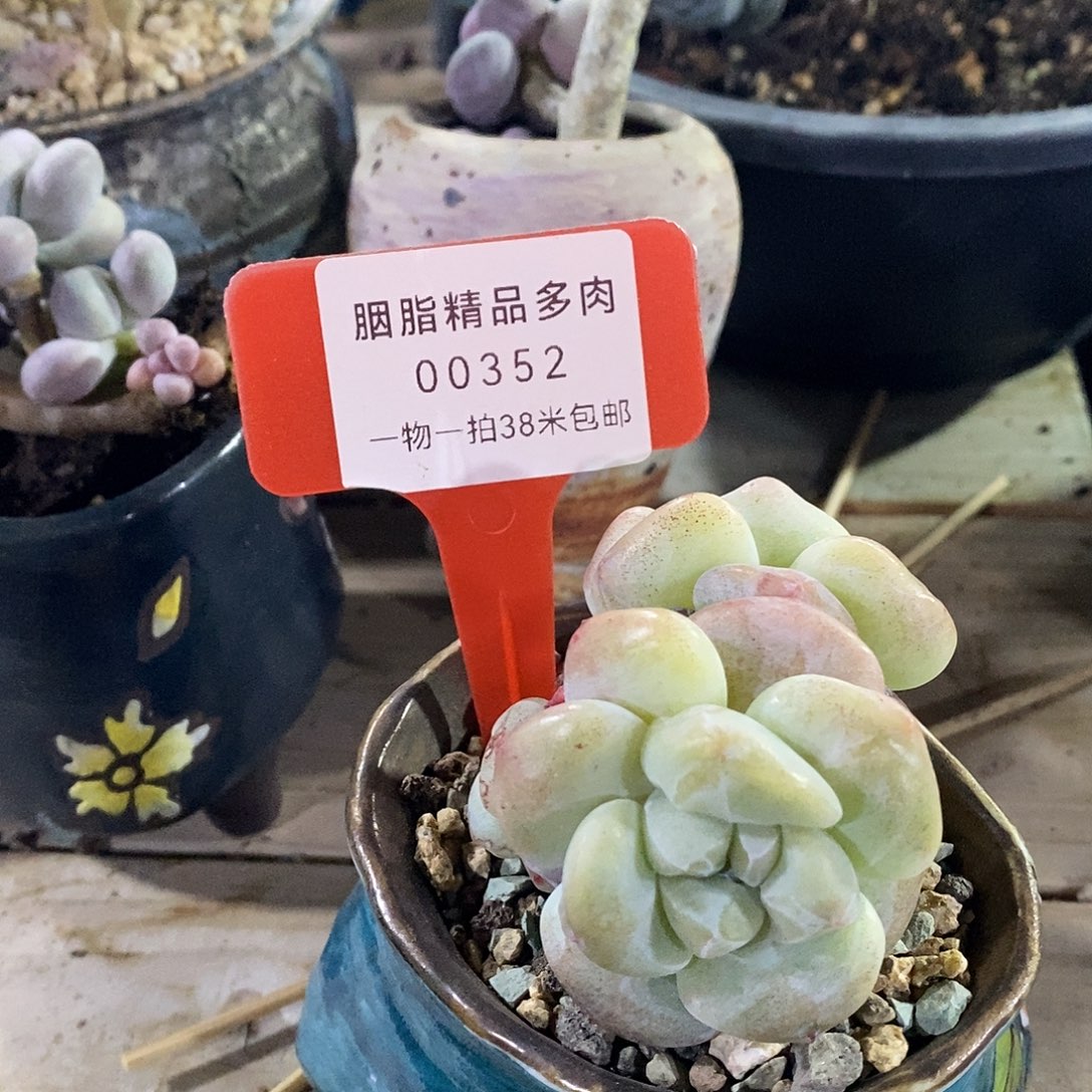 00352阿库日落璐璐图