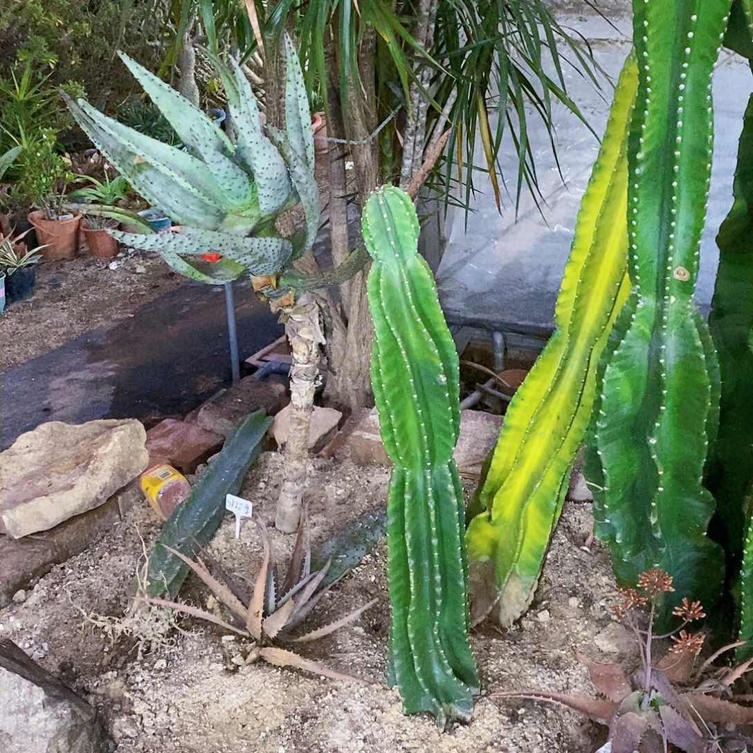 红**国0000000000000000000