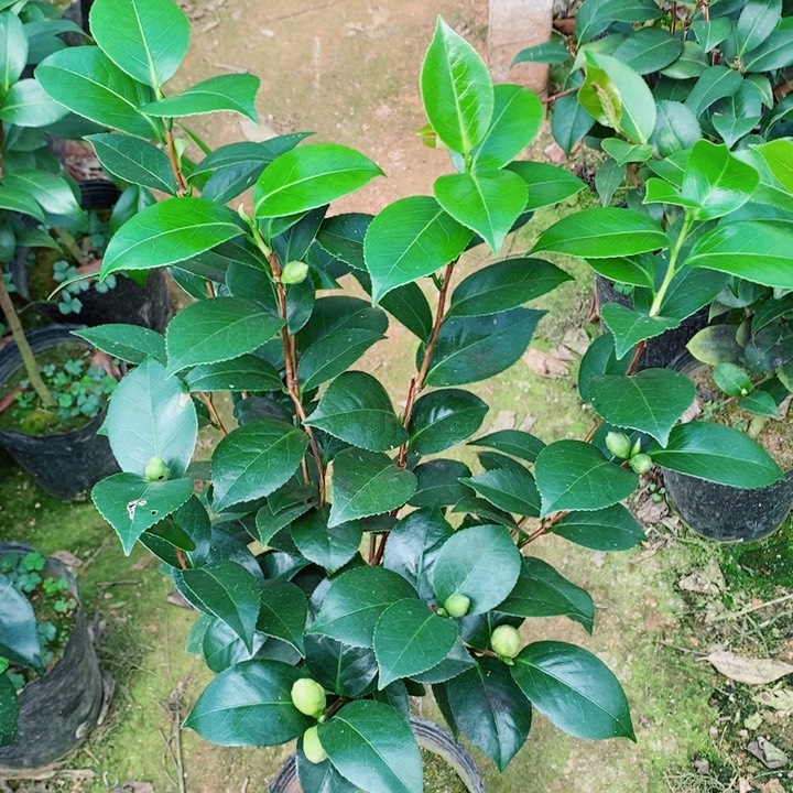 完全开放十八学士