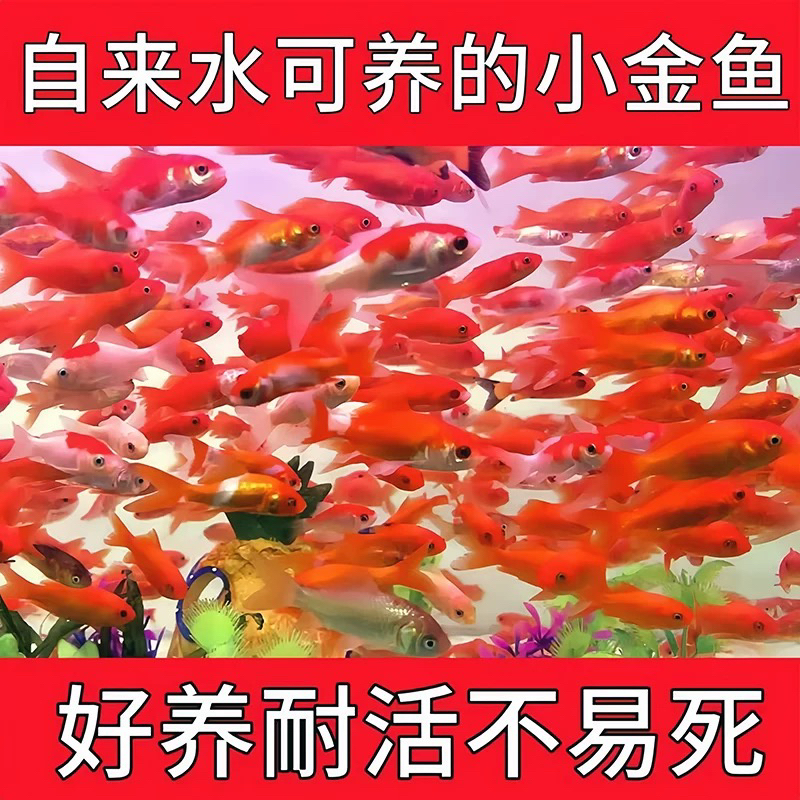 火焰金鱼 新手好养 冷水观赏鱼 自来水能养 包损耗
