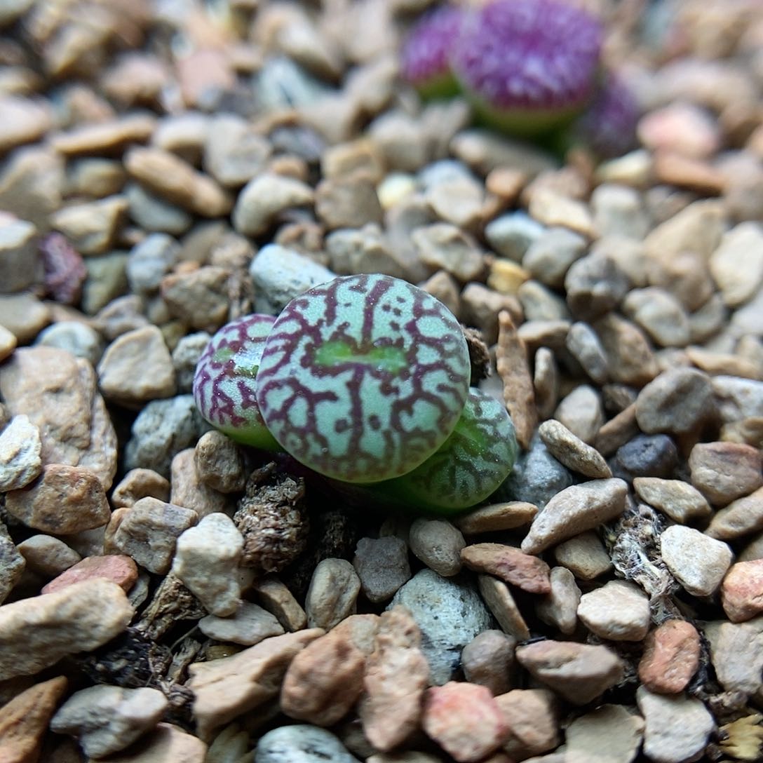 714墨小锥一颗三头包邮