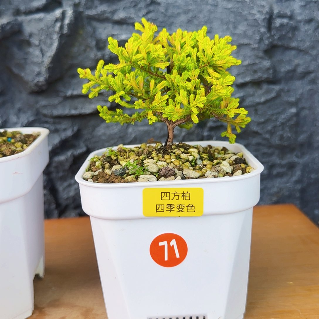 顽***石无花朵11111111111