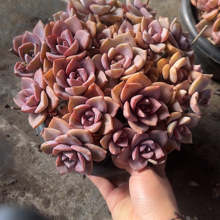 彩虹糖多肉植物的生长