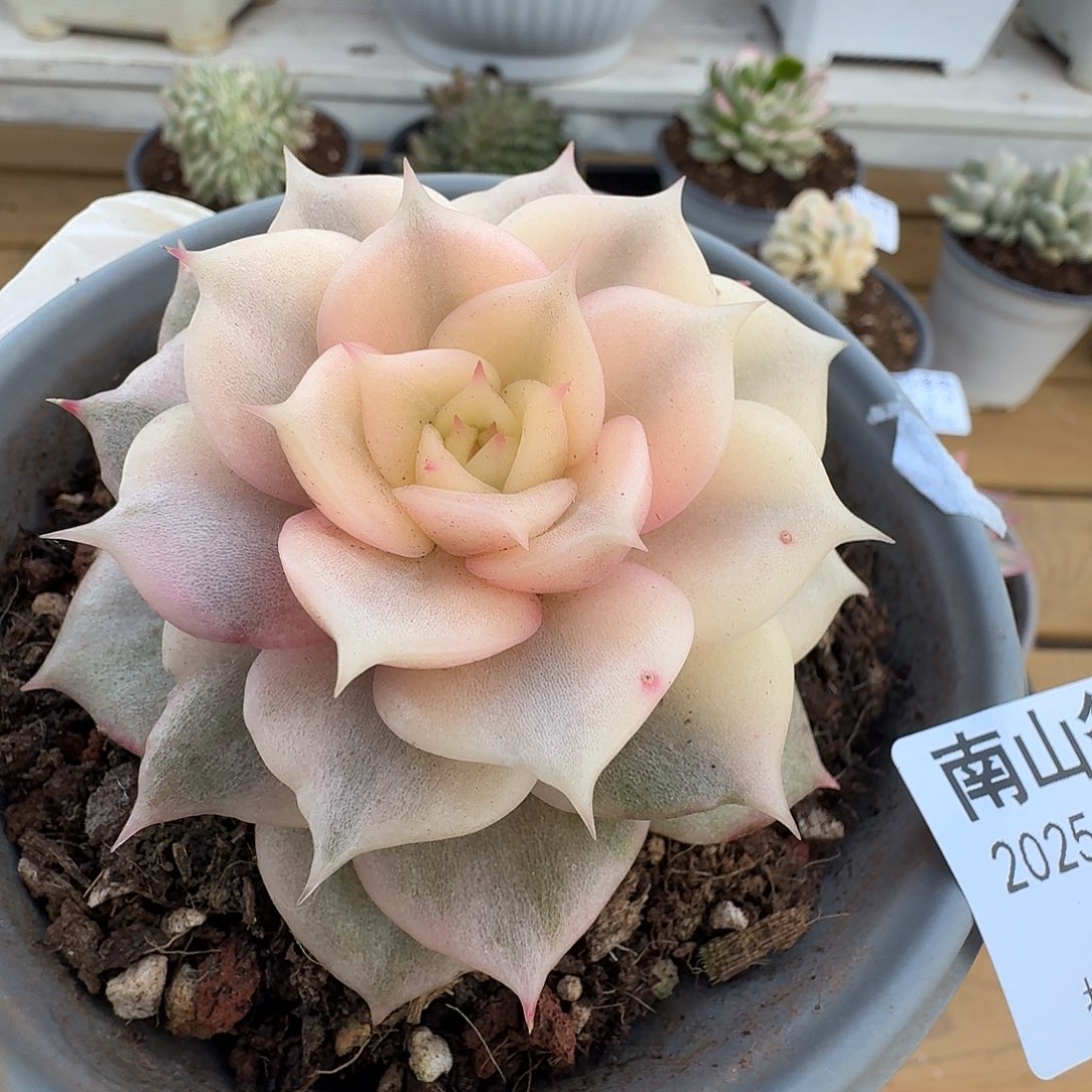 贝加尔湖锦1111219-24