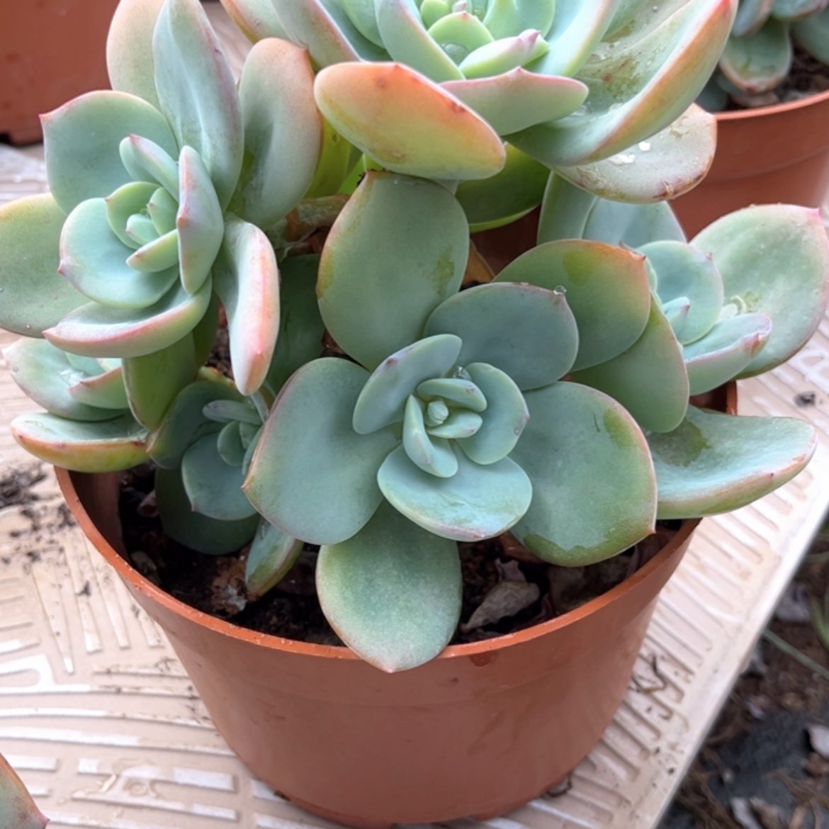 【闪购商品】无花朵暴****妮