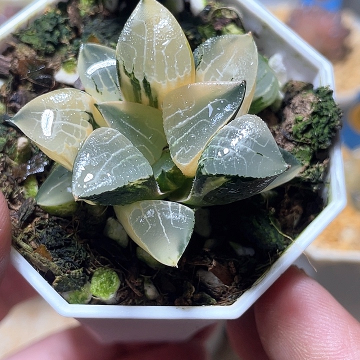 699花影锦特选福利