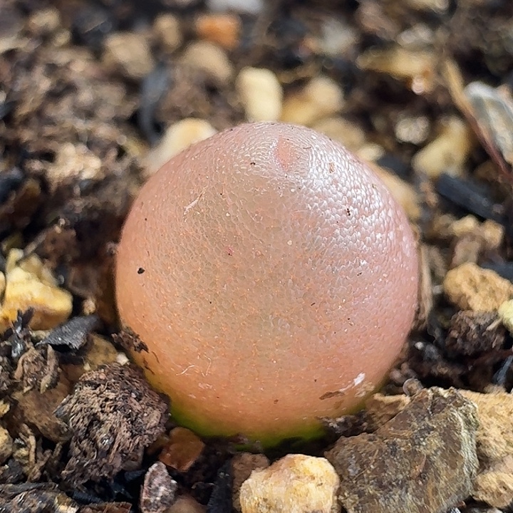 老马生石花哈默1226